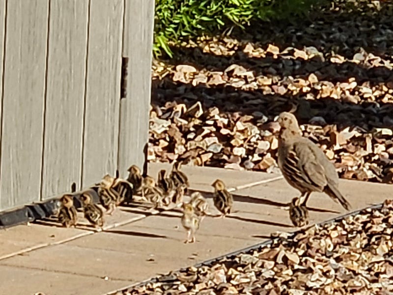 Mama quail with her twelve chicks in my backyard