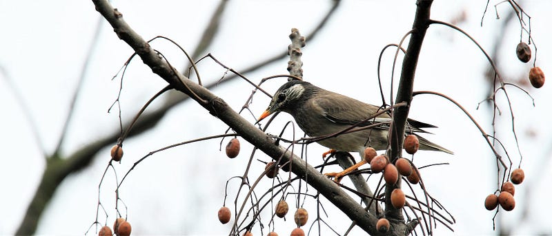 White-cheeked starling in its habitat