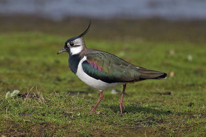 Northern lapwing in flight