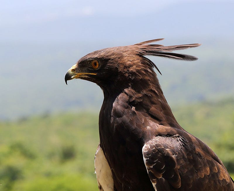 Long-crested eagle soaring