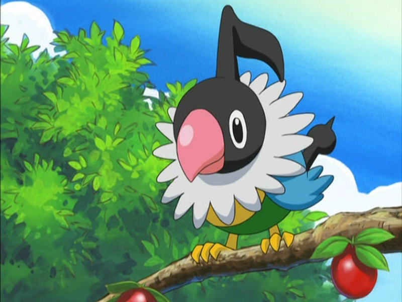 Chatot showcased in the anime