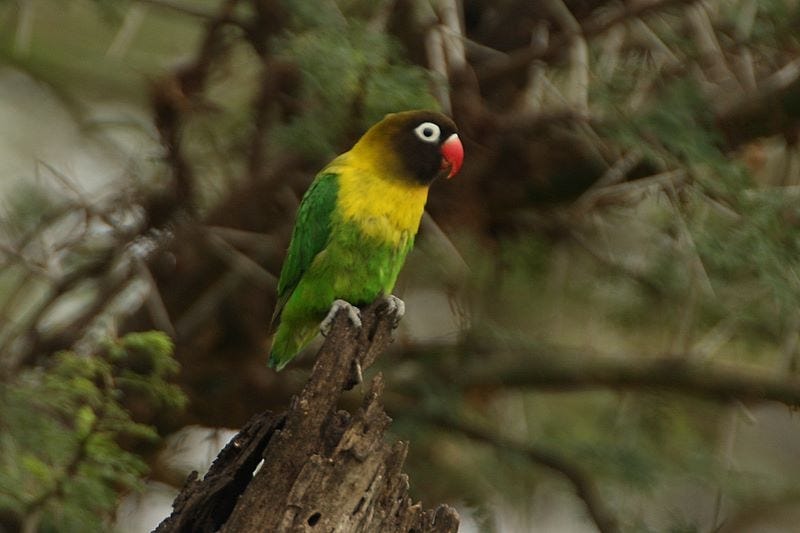 Yellow-collared lovebird perched