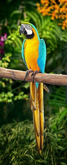 Blue-and-yellow macaw in the wild