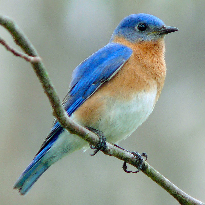 Eastern bluebird perched on a branch