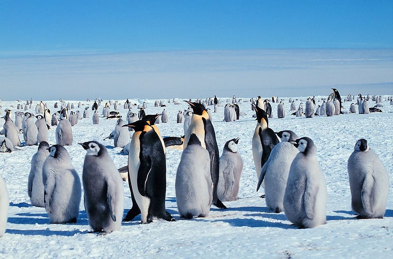 Emperor penguins caring for their chicks