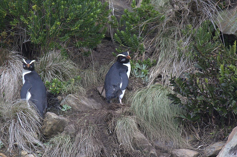 Fiordland crested penguin in its natural habitat