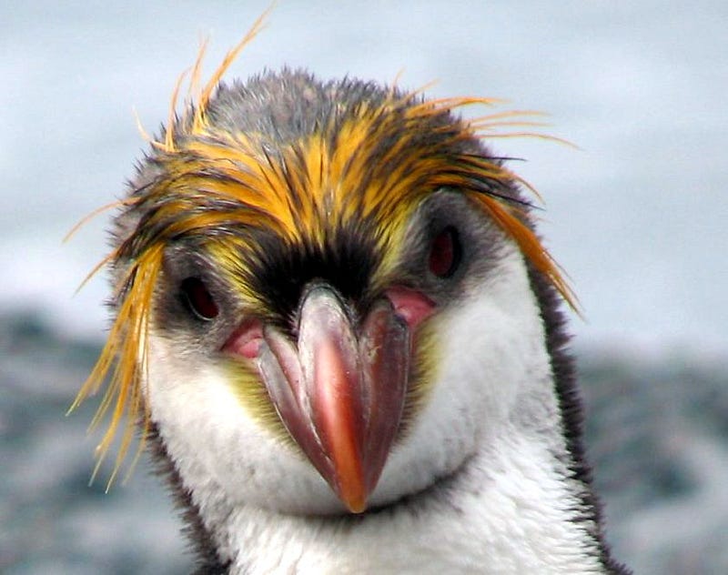 Royal penguins in their natural setting