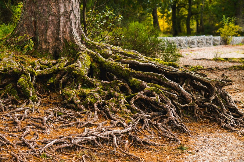 Uprooted tree symbolizing immigrant struggles