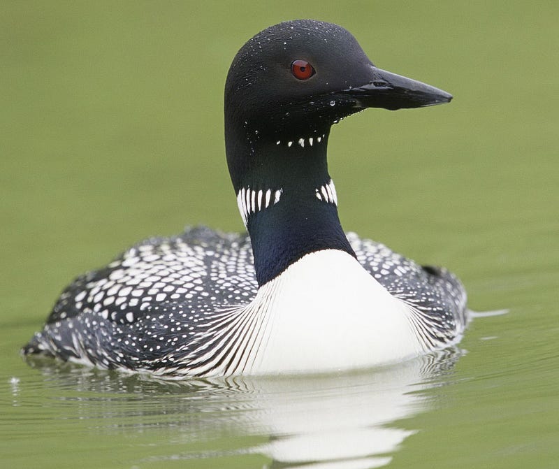 Loon flying over a Wisconsin lake