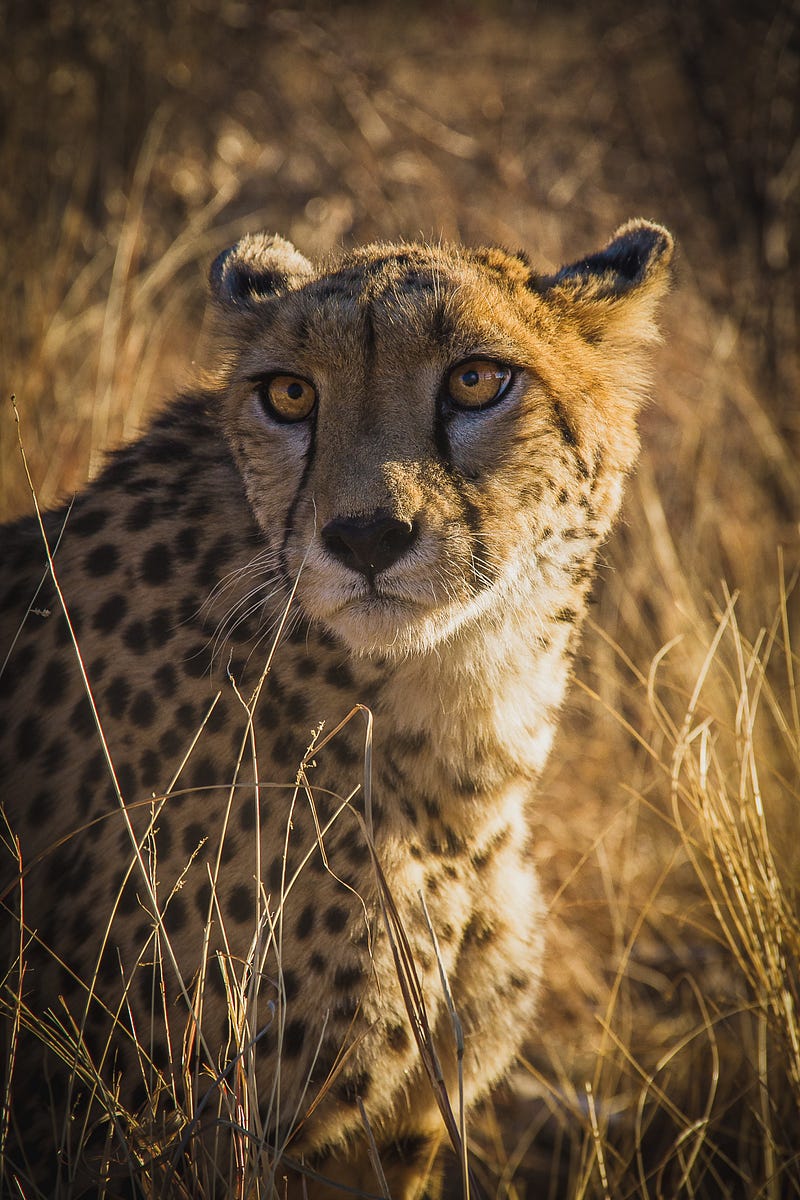 Examination of gender distribution in ancient animal tracks