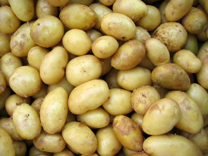 Potatoes sprouting in a classroom project