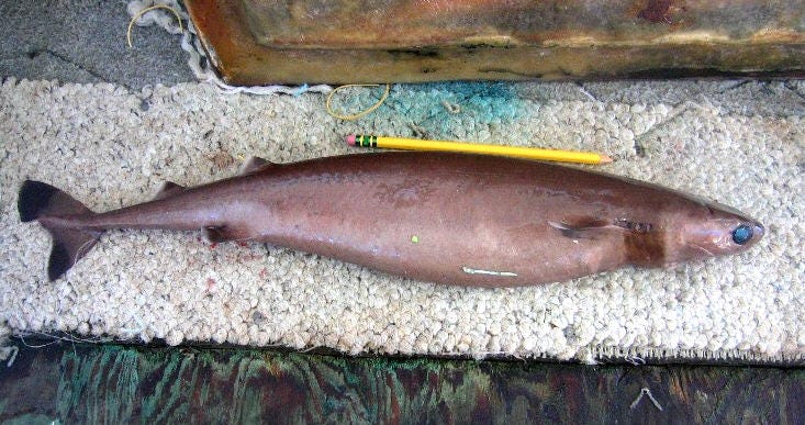 Unique jaws of the cookie cutter shark