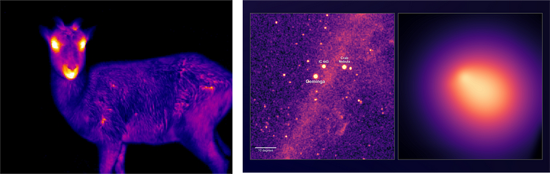 Infrared image of a deer compared to a pulsar