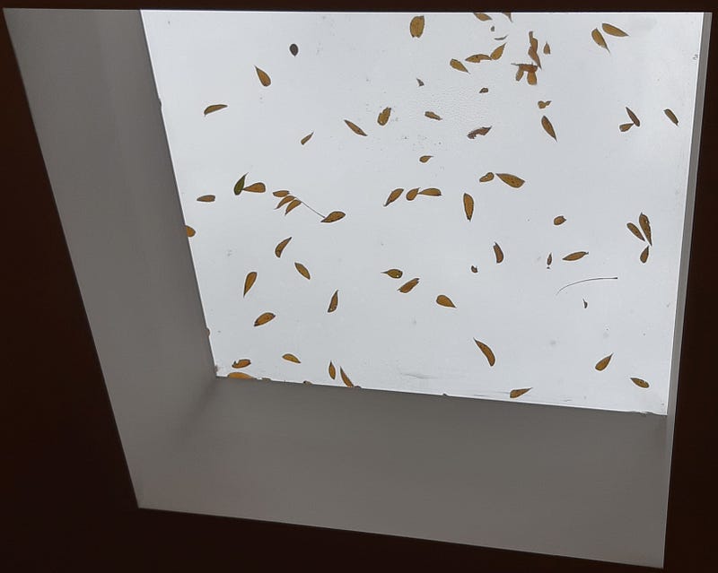 Skylight adorned with leaves, symbolizing randomness