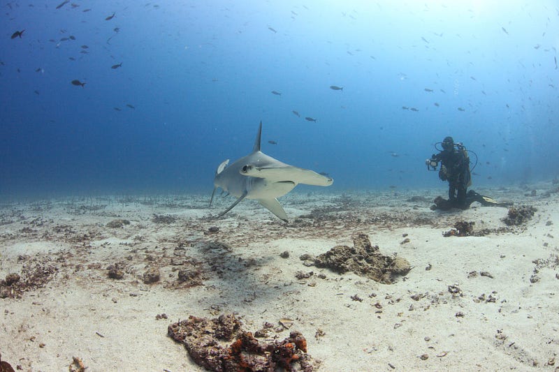 Scalloped hammerheads swimming near underwater mountains