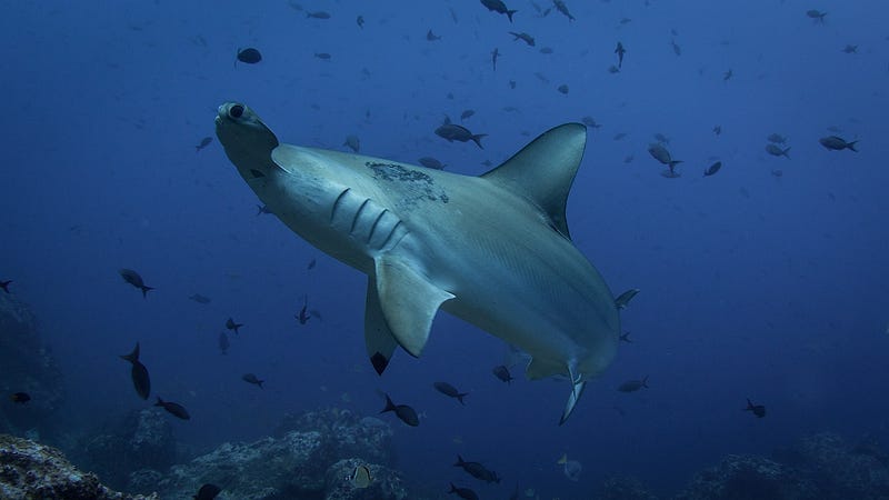 A critically endangered scalloped hammerhead shark