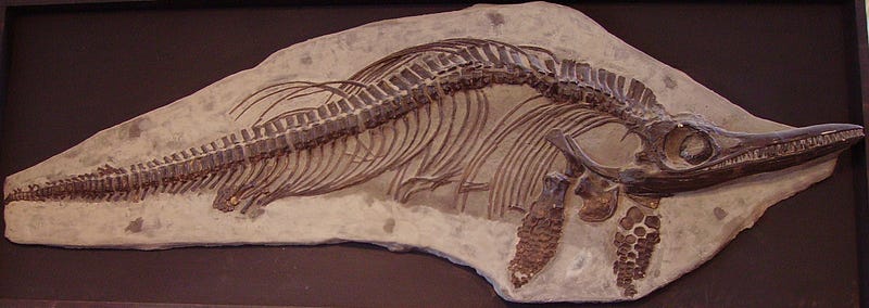 Plaster cast of the ichthyosaur skeleton