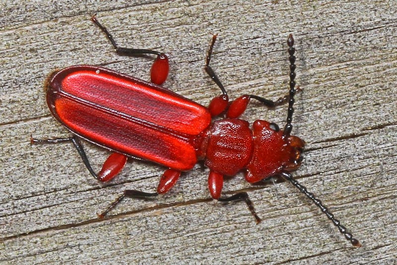 The red flat bark beetle, a marvel of cold adaptation