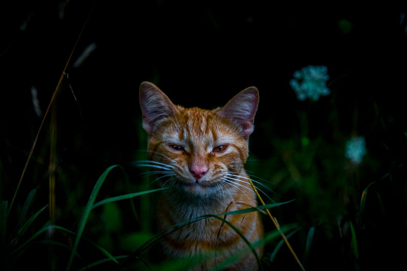 Angry cat contemplating its emotions