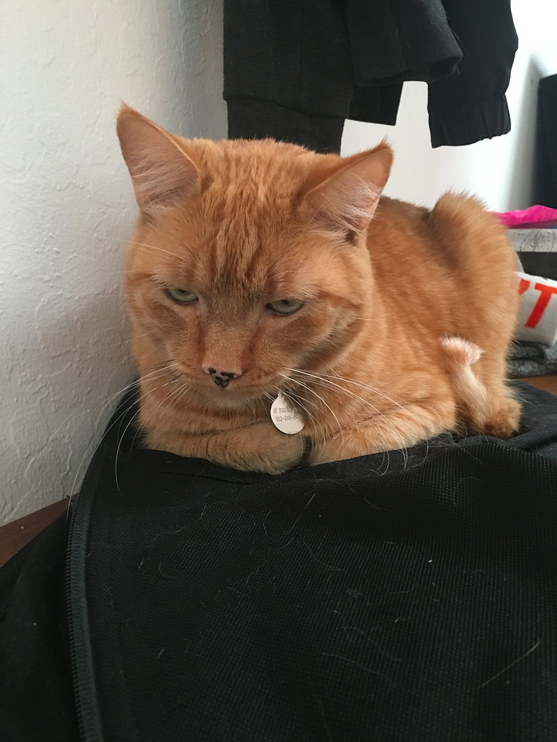 Our cherished orange cat, Leo