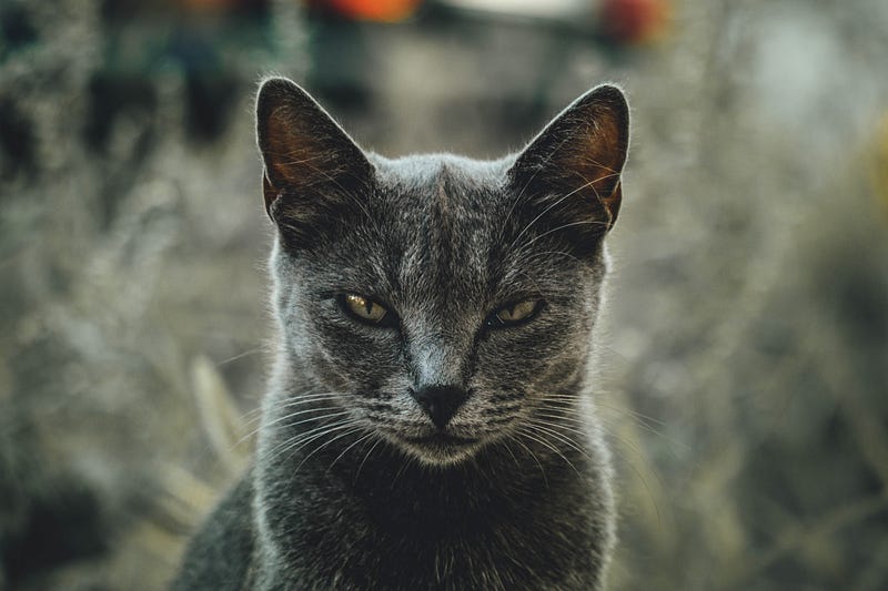 Cat showing affection through body language