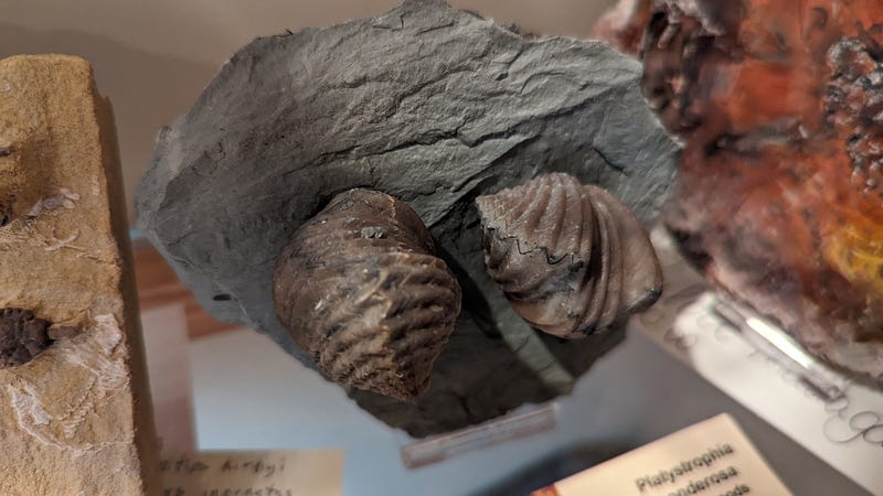 Ordovician brachiopods from a fossil collection