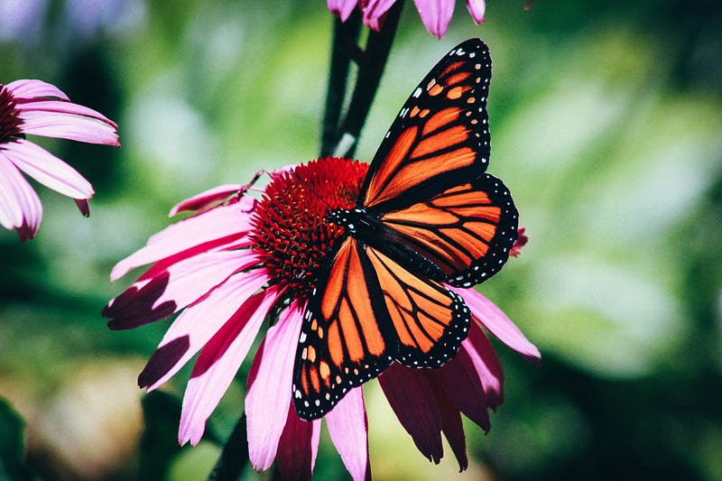 A vibrant butterfly in a natural setting