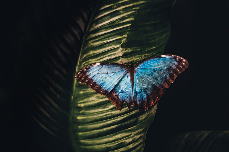 A butterfly perched on a flower