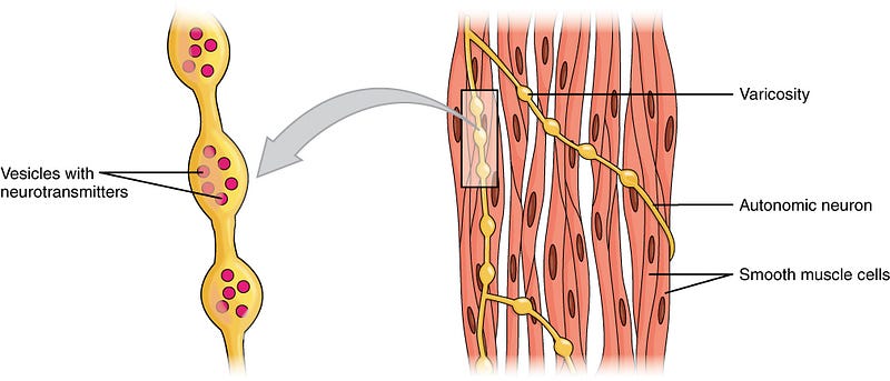 Illustration of muscle fiber activation during walking