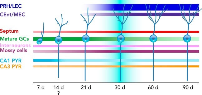 Neuronal growth in response to running