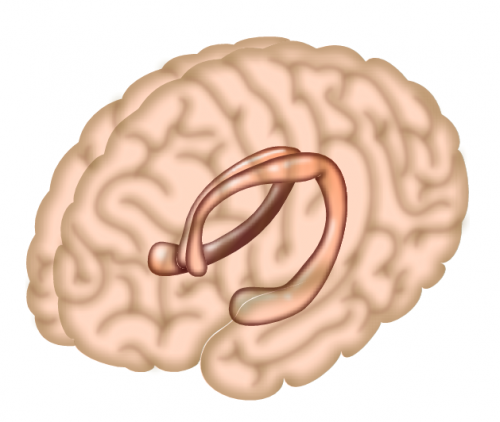 Illustration of the hippocampus and its functions