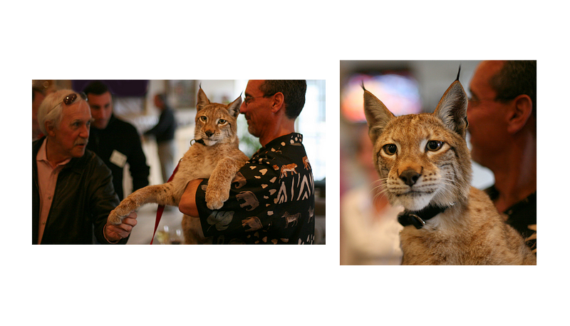 A captivating image of a lynx in the wild.