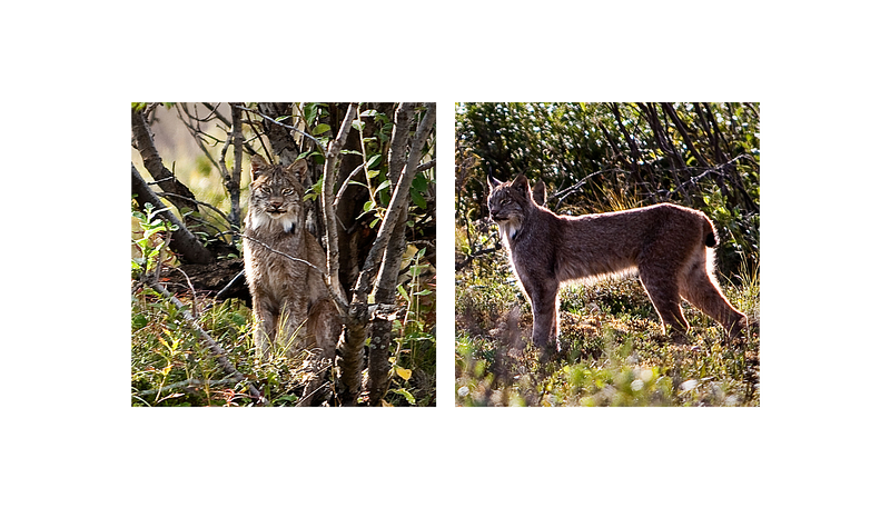 Another stunning lynx captured in its natural habitat.