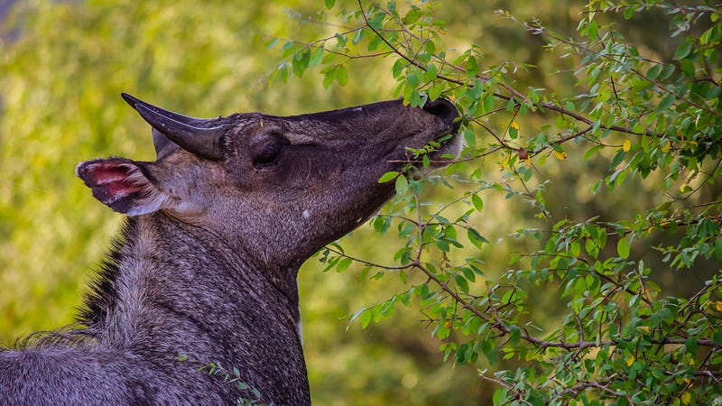 A stunning nilgai in the wild