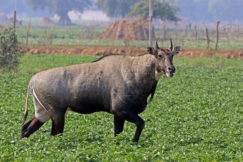 A nilgai exhibiting its unique features