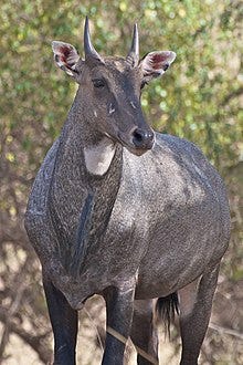 A male nilgai showcasing its unique markings