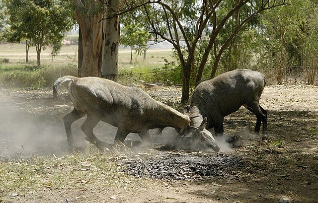 Nilgai engaging in territorial behavior