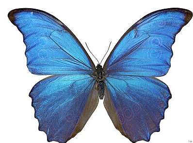 A blue morpho butterfly displaying its vibrant wings