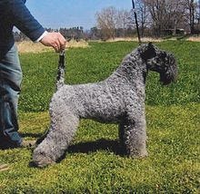 A Kerry Blue Terrier showcasing its unique coat