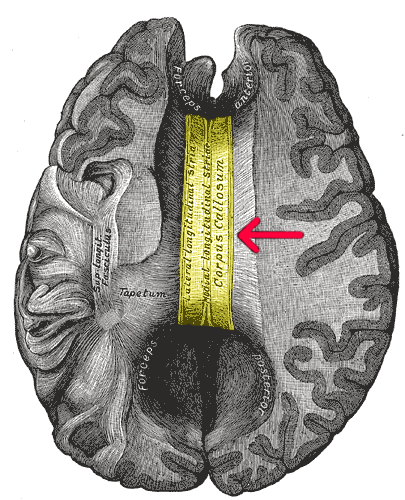 Brain regions involved in sexual impulses