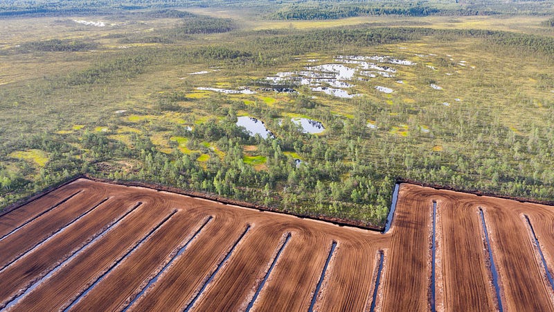 Habitat loss affecting pollinator populations