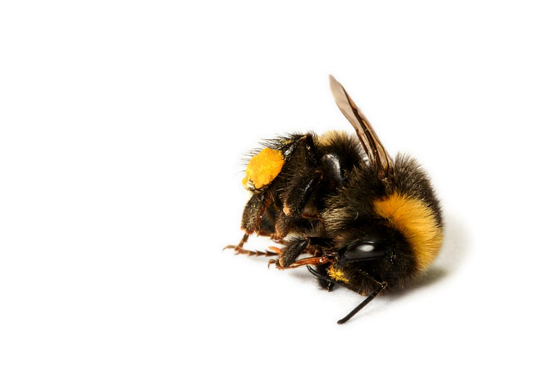 Air pollution's impact on bumblebee populations