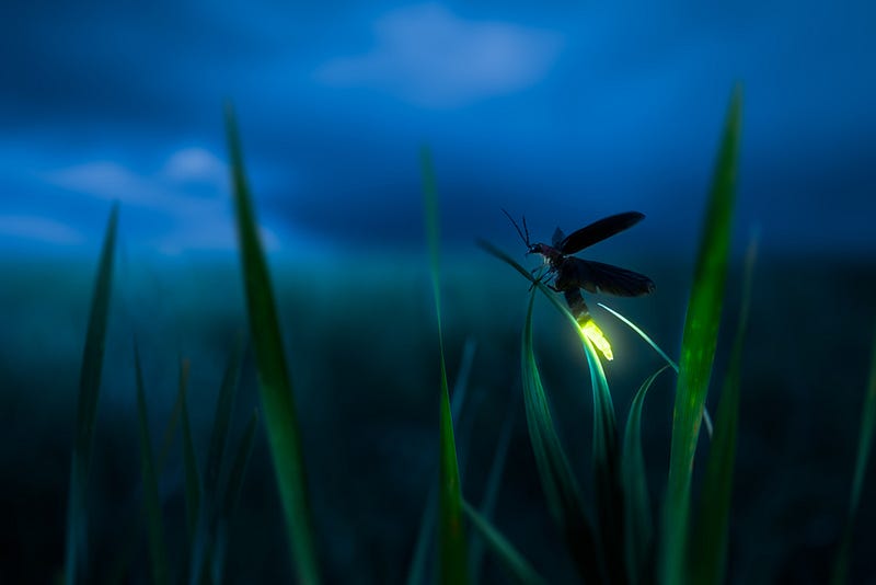 Light pollution's effects on nocturnal insect behavior