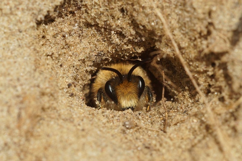 Effects of soil pollution on bee habitats