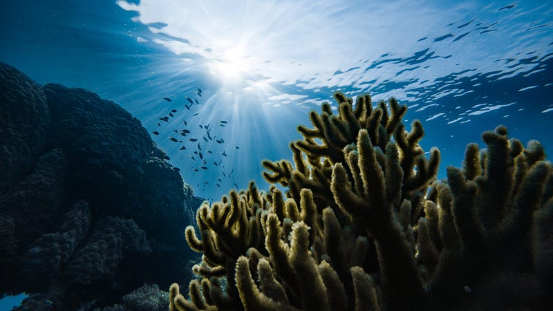 Coral reef under stress from climate change