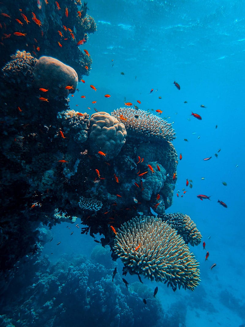 Coral reef showcasing resilience