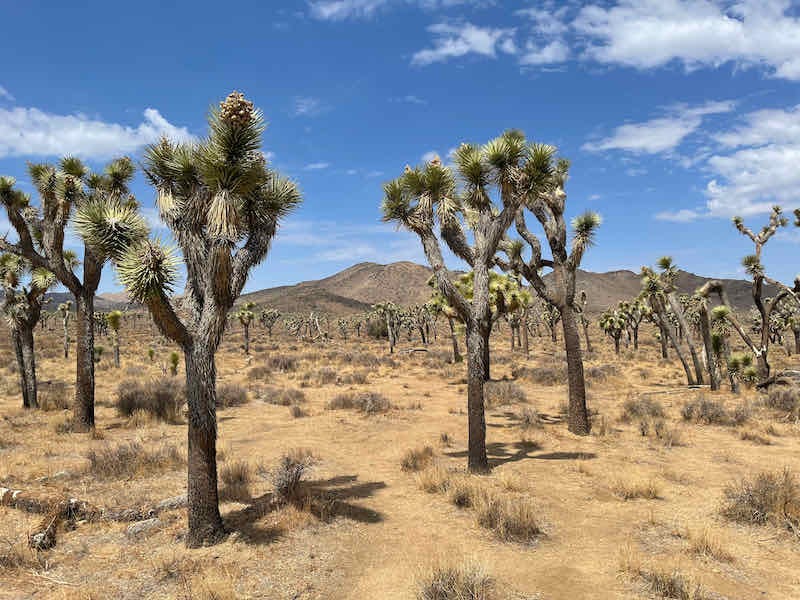 Joshua Tree in the Mojave Desert