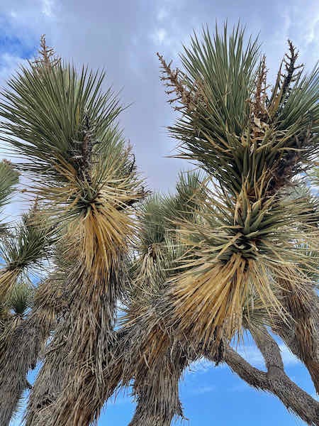 Close-up of a Joshua Tree