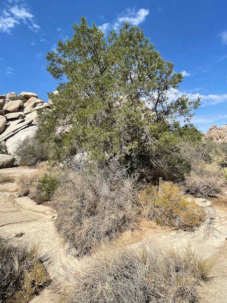 Oak trees in the Mojave Desert