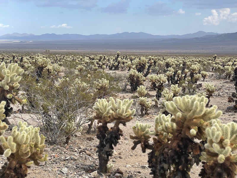 Transition of ecosystems in Joshua Tree National Park